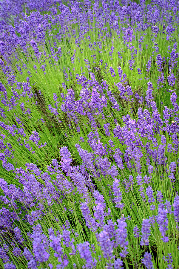 Lavender in June Photograph by Mary Lee Dereske