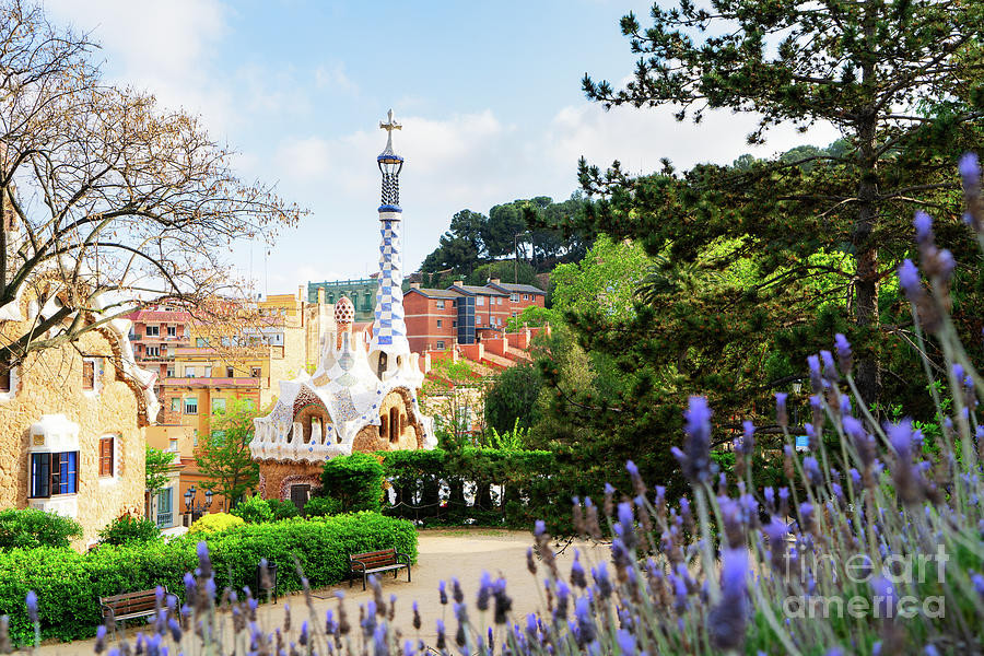 Lavender in Park Guell, Barcelona Photograph by Anastasy Yarmolovich