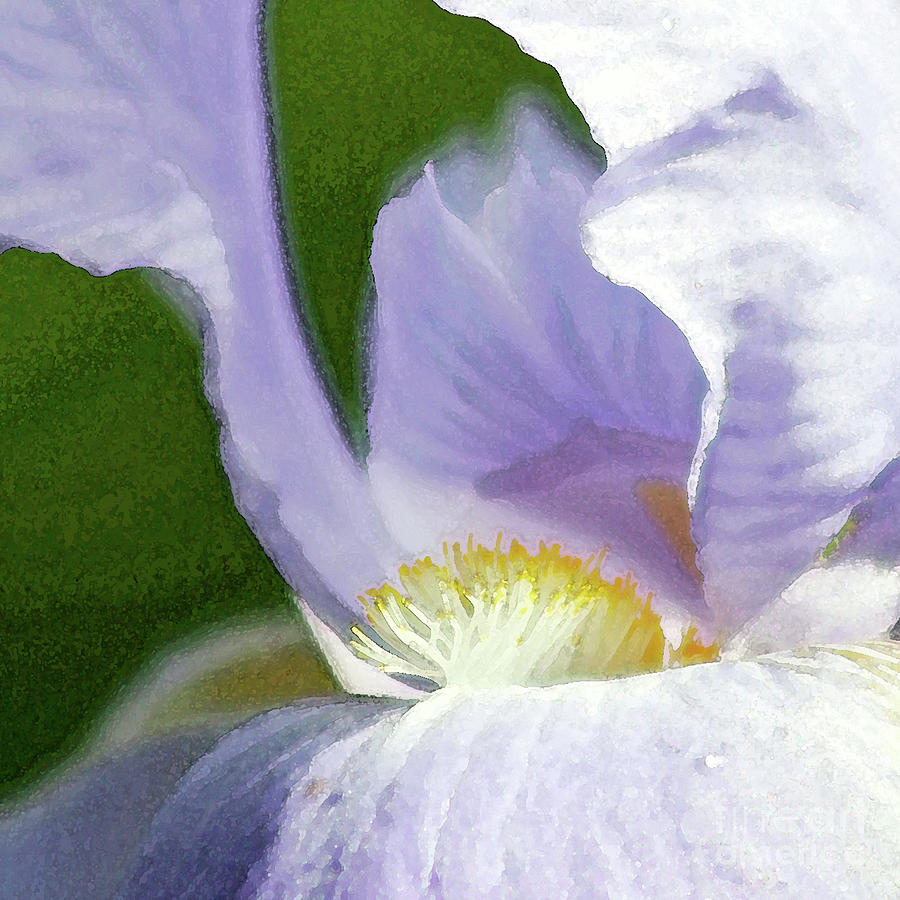 Lavender Iris 1 Digital Art by Tina Uihlein