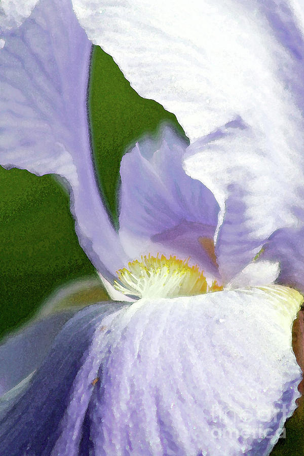 Lavender Iris 2 Photograph by Tina Uihlein