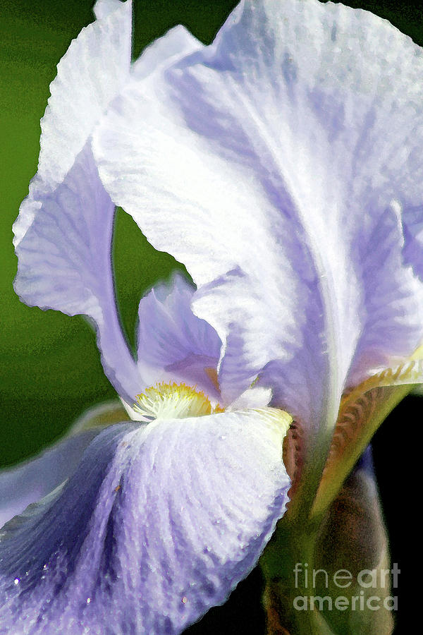 Lavender Iris 3 Digital Art by Tina Uihlein