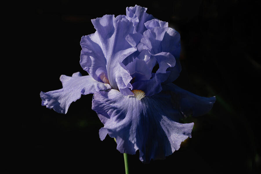 Lavender Iris Against Black Photograph by Robert Niemeier