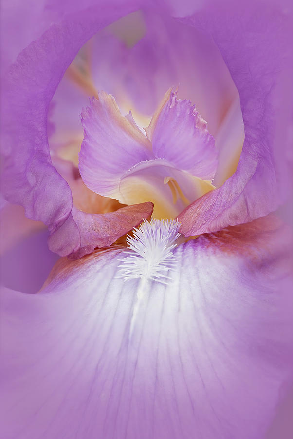 Iris Photograph - Lavender Iris Flower by Susan Candelario