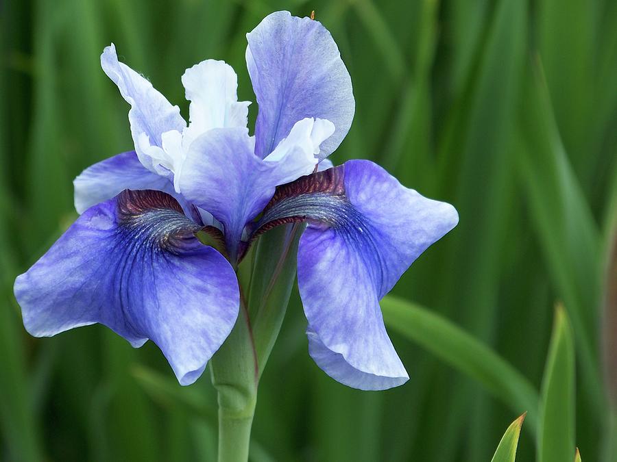Lavender Iris Photograph by Michelle Mahnke
