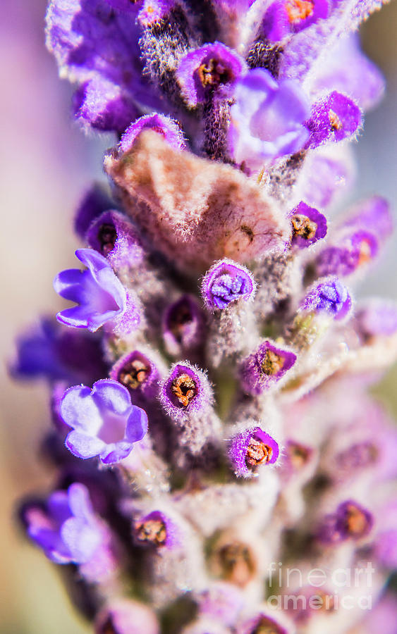 Lavender Photograph by Jorgo Photography