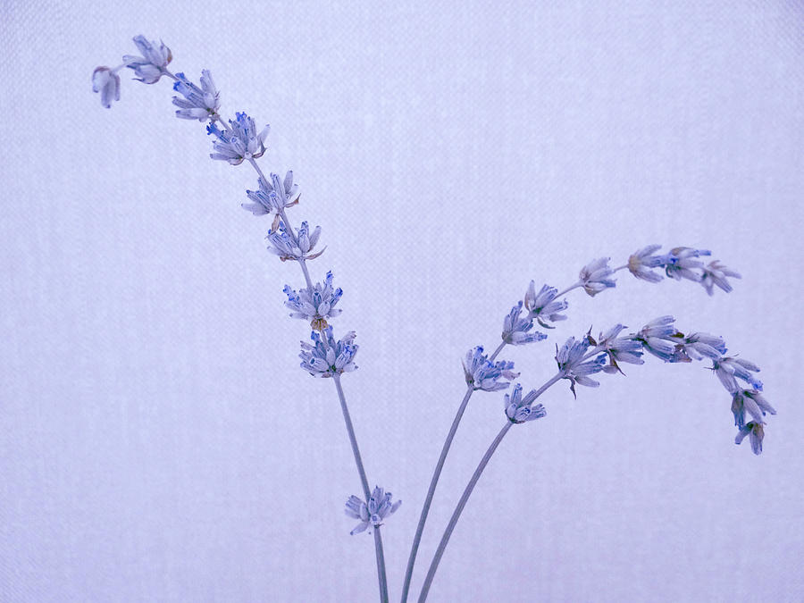 Lavender Photograph by Julia Wilcox