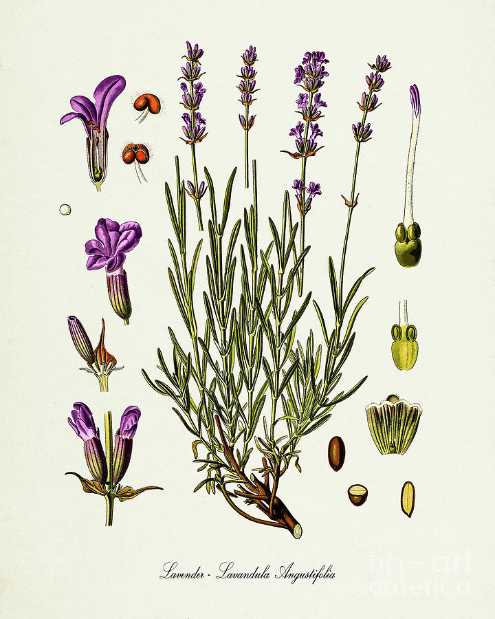 Lavender - Lavandula Angustifolia Flower Botanical Print Digital Art by ...