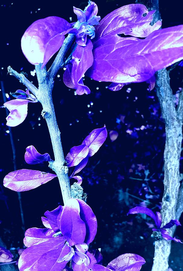 Lavender Leaves Digital Art