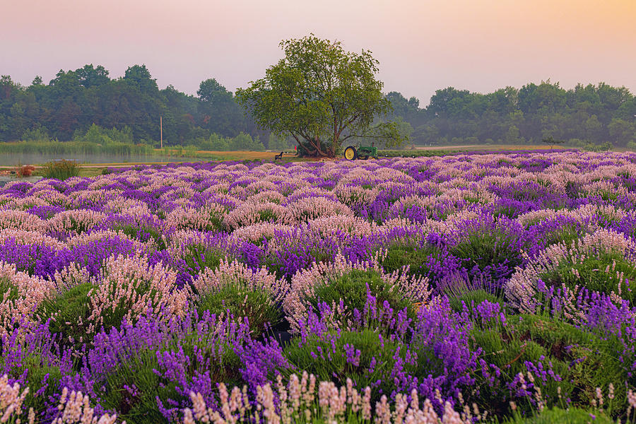 Lavender Life Sunrise IV Photograph by Ryan Heffron