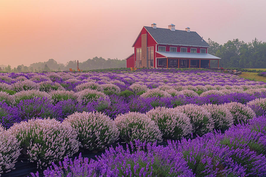 Lavender Life Sunrise V Photograph by Ryan Heffron
