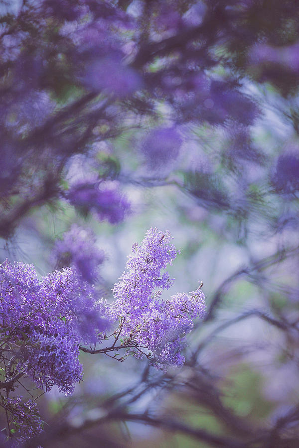 Flower Photograph - Lavender Lilacs by Carrie Ann Grippo-Pike