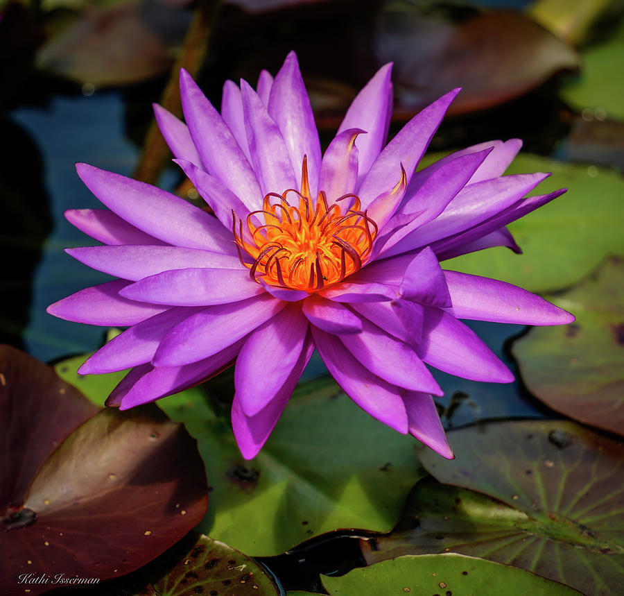 Lavender Lily Photograph by Kathi Isserman | Pixels