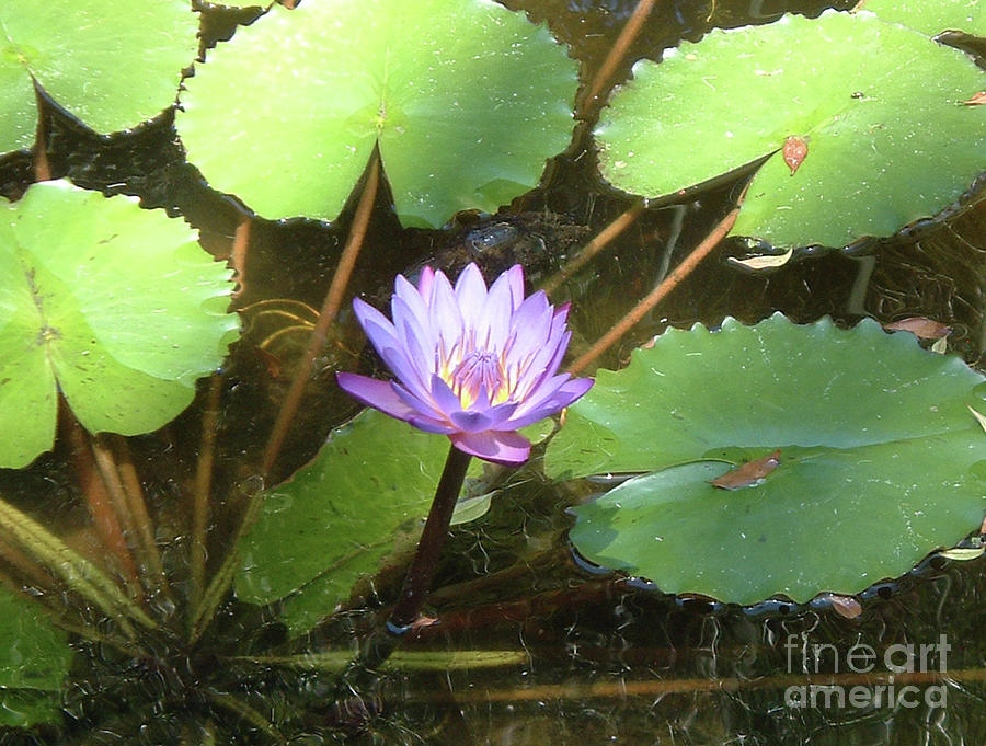 Lavender Lotus Photograph by Edie Schneider