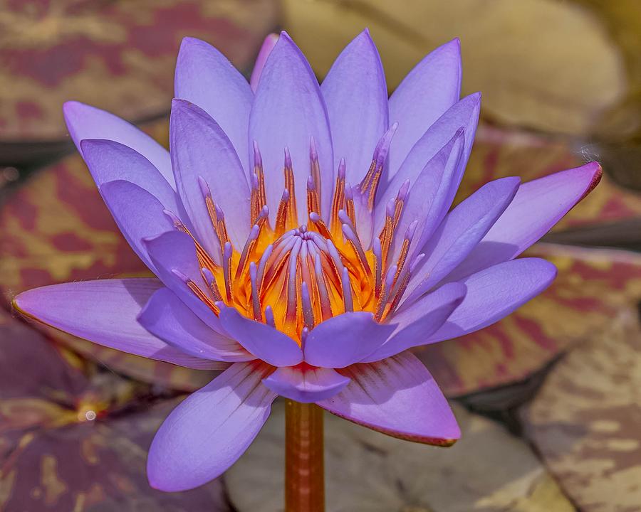 Lavender Lotus Photograph by Susan Rydberg