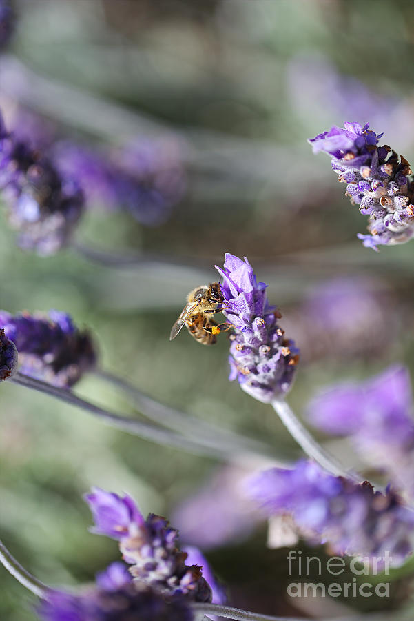 Lavender Loving Bee  Photograph by Joy Watson