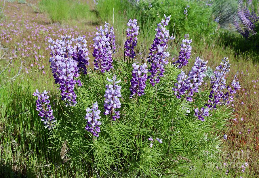 Lavender Lupines Photograph by Carol Groenen