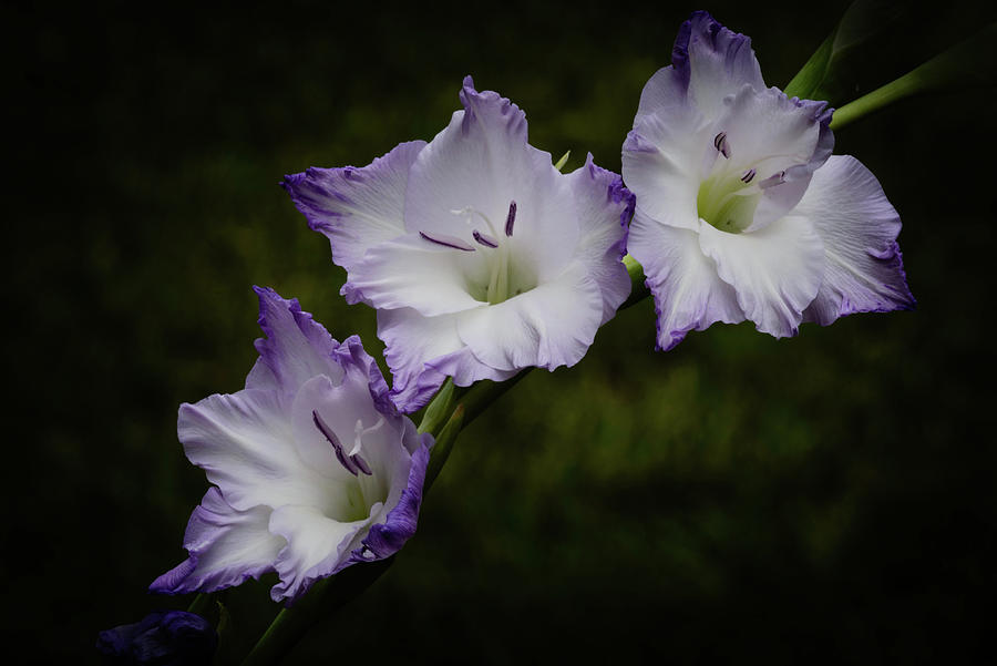 Lavender -N- White Photograph by Richard Macquade