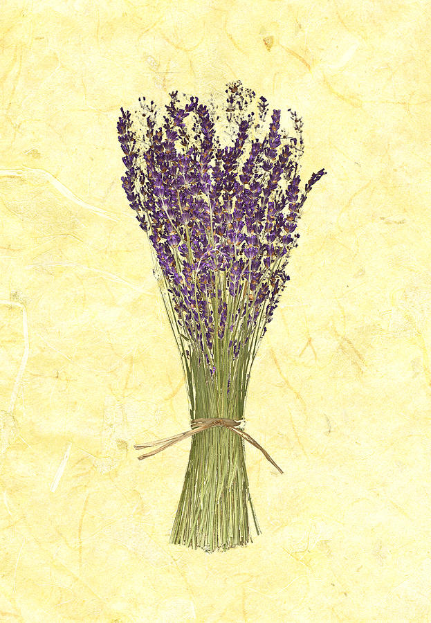 Lavender on Marble Background Drawing by Jeff Venier