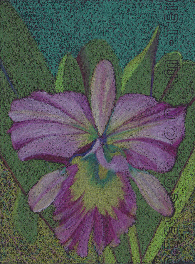 Lavender Orchid  Drawing by Anne Katzeff