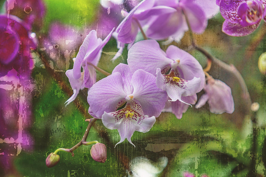 Lavender Orchids Photograph by Cate Franklyn
