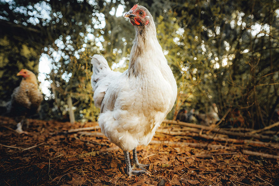 Lavender Orpington Chicken Photograph by Ada Weyland