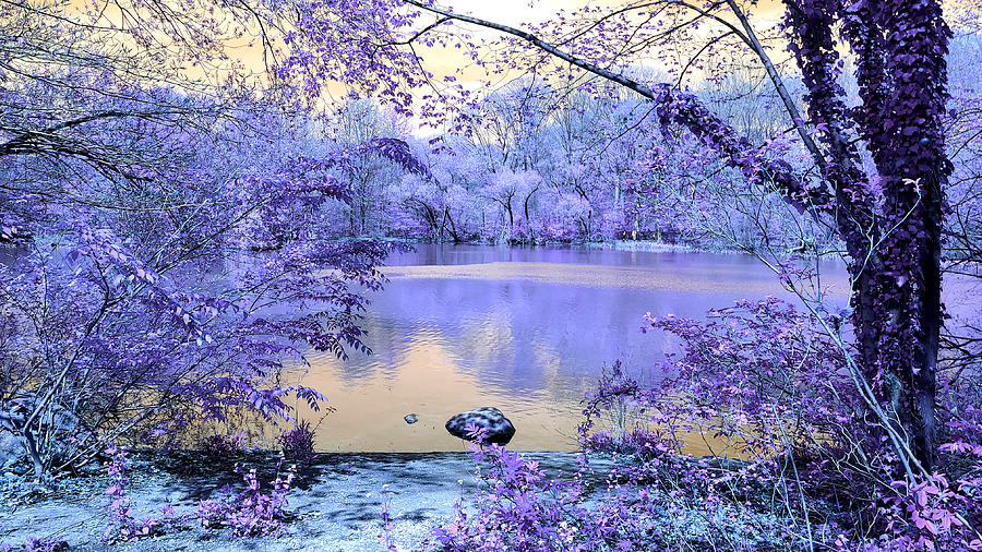 Lavender Paradise 5.0 Photograph