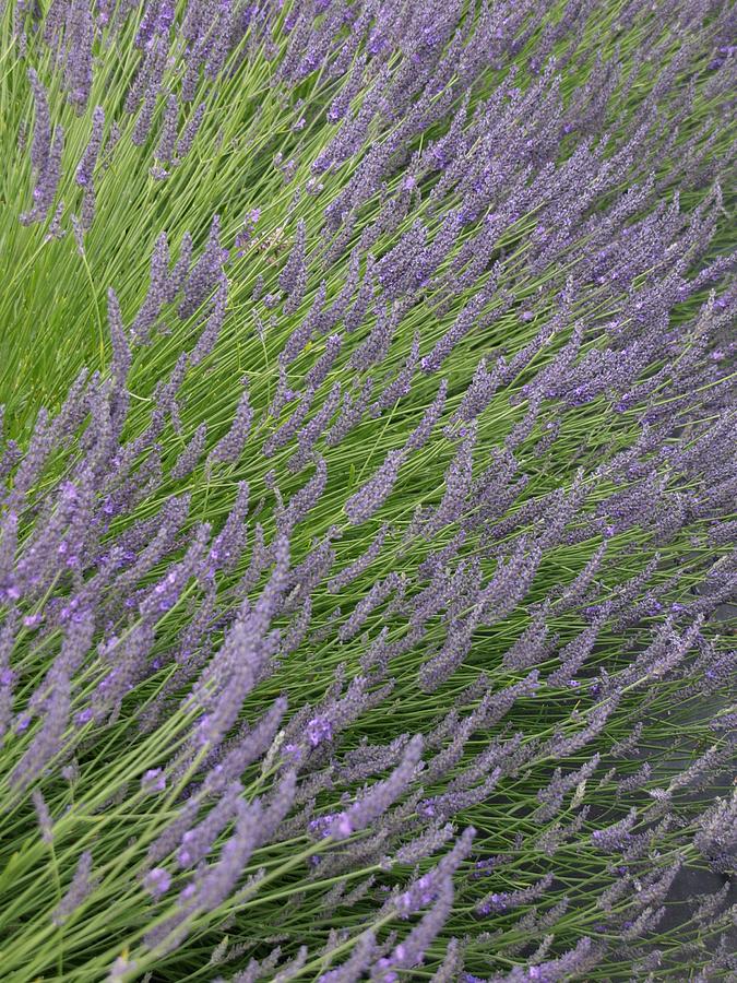 Lavender Patch Photograph