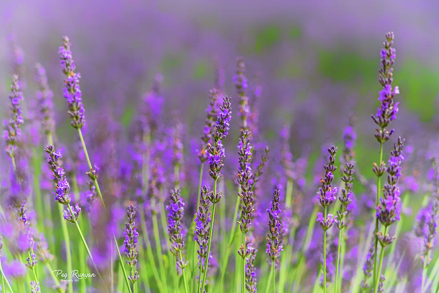 Lavender Photograph by Peg Runyan