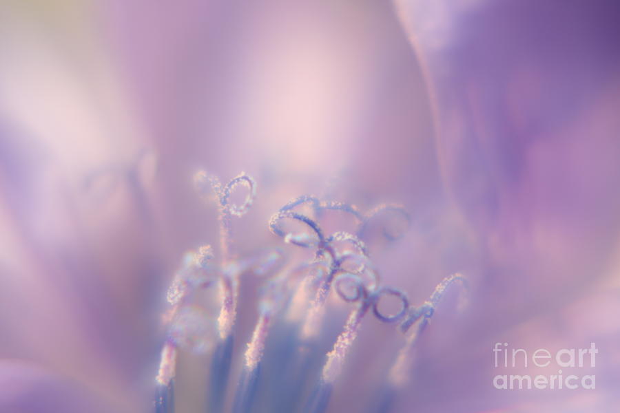 Lavender Pollen Photograph by Ash Nirale
