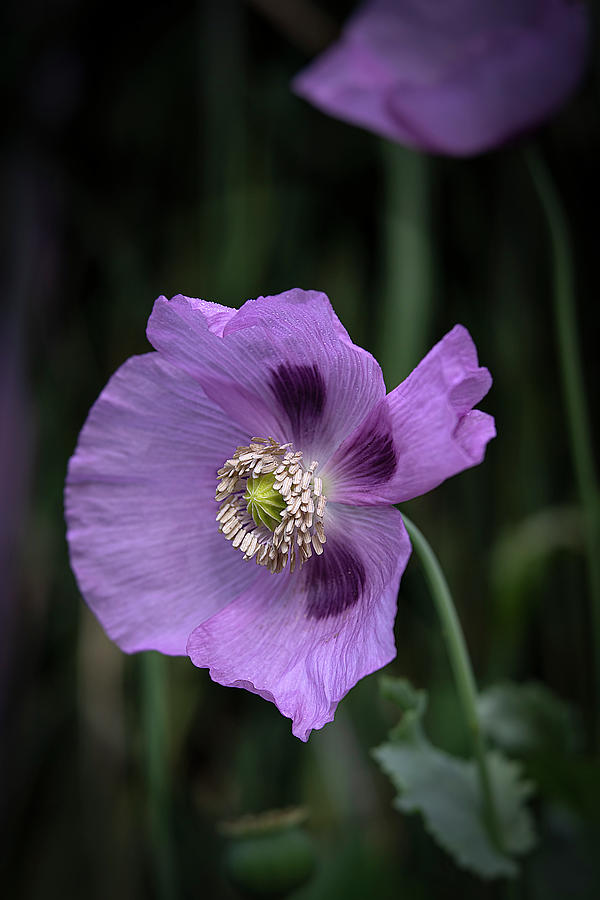 Lavender Poppy Flower II Art Print Photograph by Lily Malor