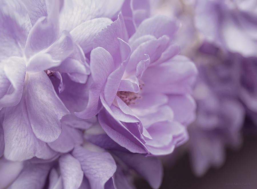 Lavender Purple Roses Rhapsody Photograph by Jennie Marie Schell