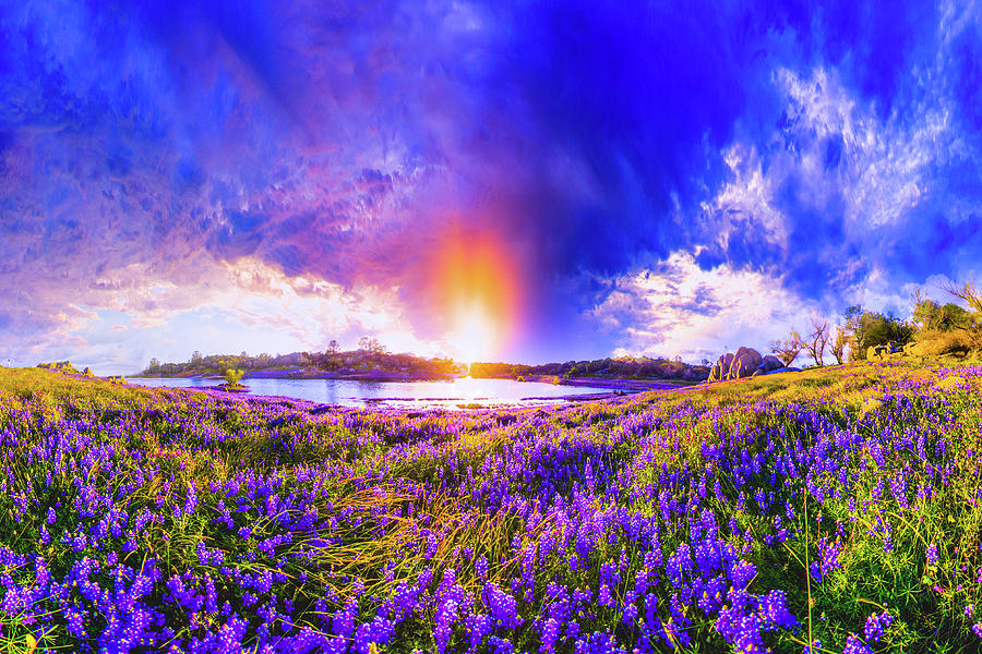 Lavender purple wildfowers meadow sunset Photograph by Eszra Tanner