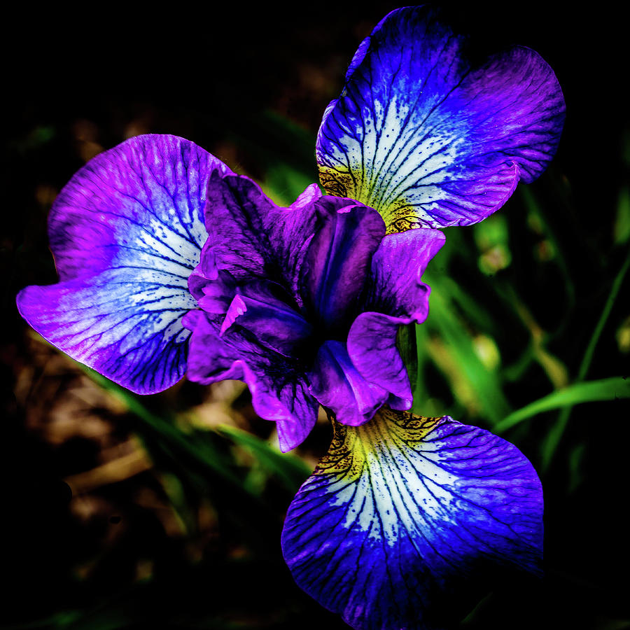 Lavender Queen Siberian Iris Photograph by David Patterson