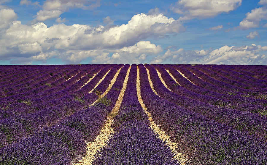 Lavender Photograph by Roberto la Forgia