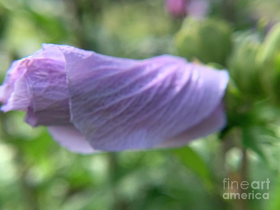 Lavender Rose of Sharon Photograph by Catherine Wilson