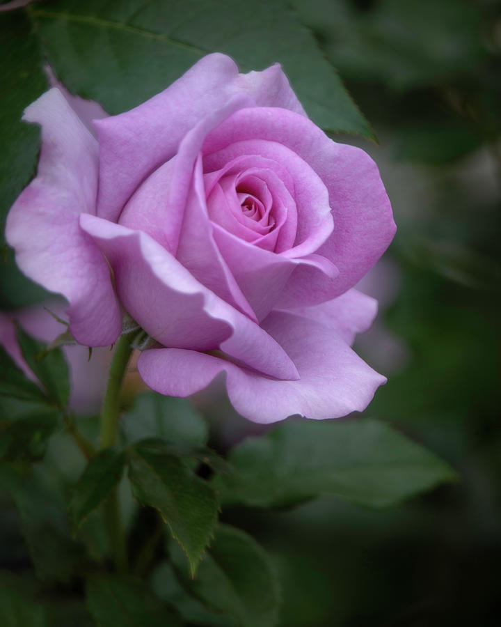 Lavender Rosebud Photograph by Teresa Wilson