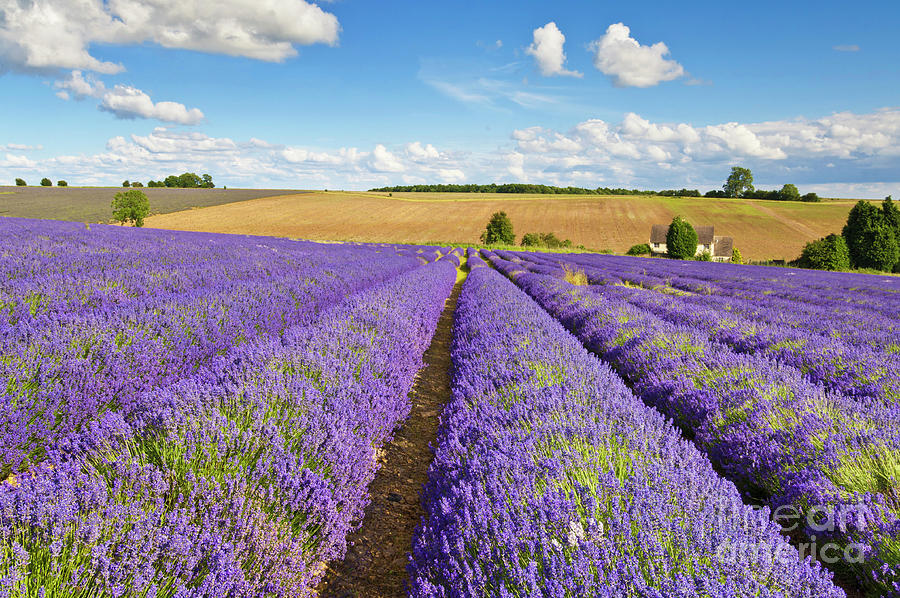 Lavender rows at Snowshill Farm, The Cotswolds, England Photograph by Neale And Judith Clark