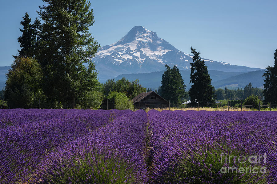 Lavender Rows  Photograph by Michael Ver Sprill