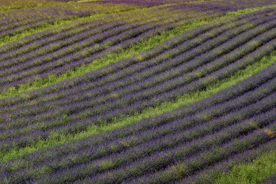 Lavender Rows Photograph