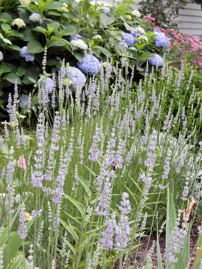 Lavender Photograph by Sarah Johnson