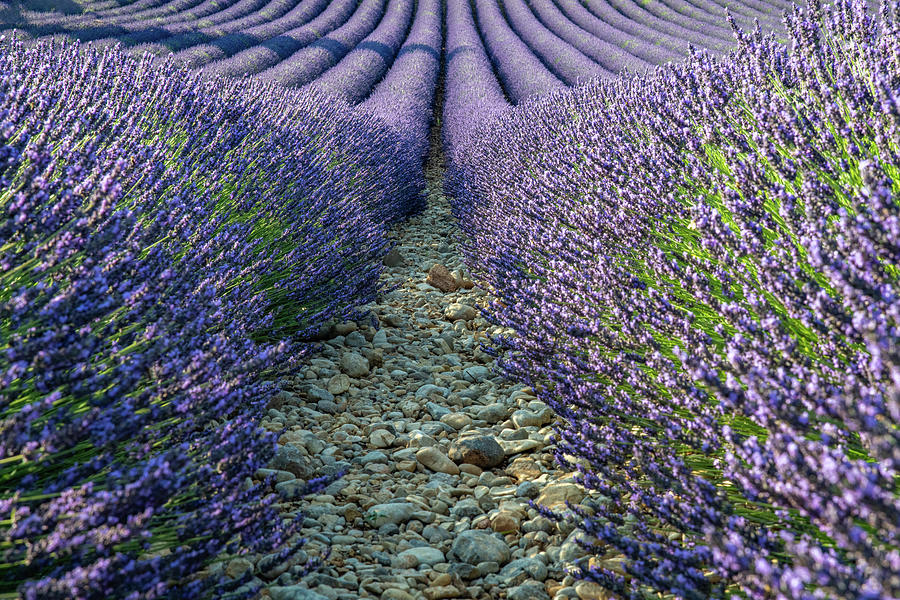 Lavender Scent Photograph by Rob Hemphill
