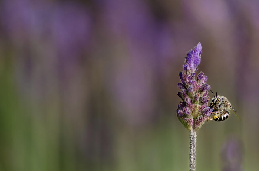 Lavender Scented Photograph by Linda Villers