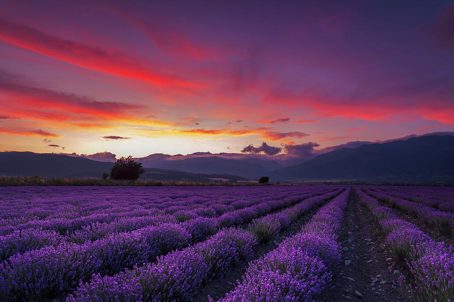Dusk Photograph - Lavender Season by Evgeni Dinev