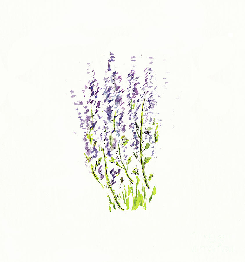 Lavender Sketch Drawing by Conni Schaftenaar