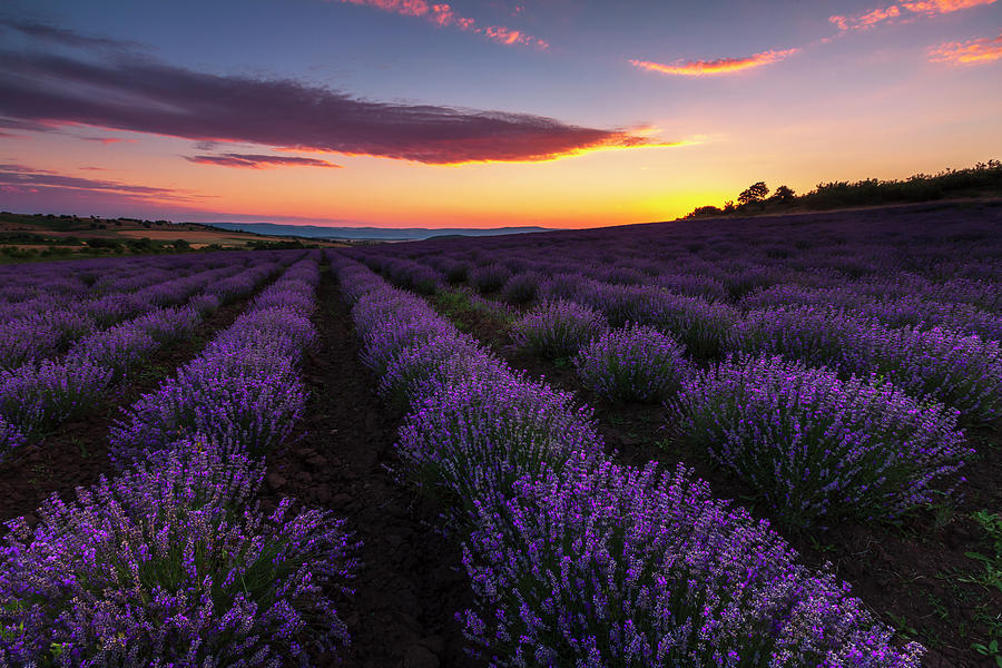 Lavender Sky Photograph by Evgeni Dinev