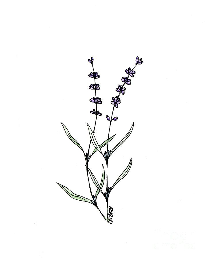 Lavender Sprig Painting By Catherine Mcbride