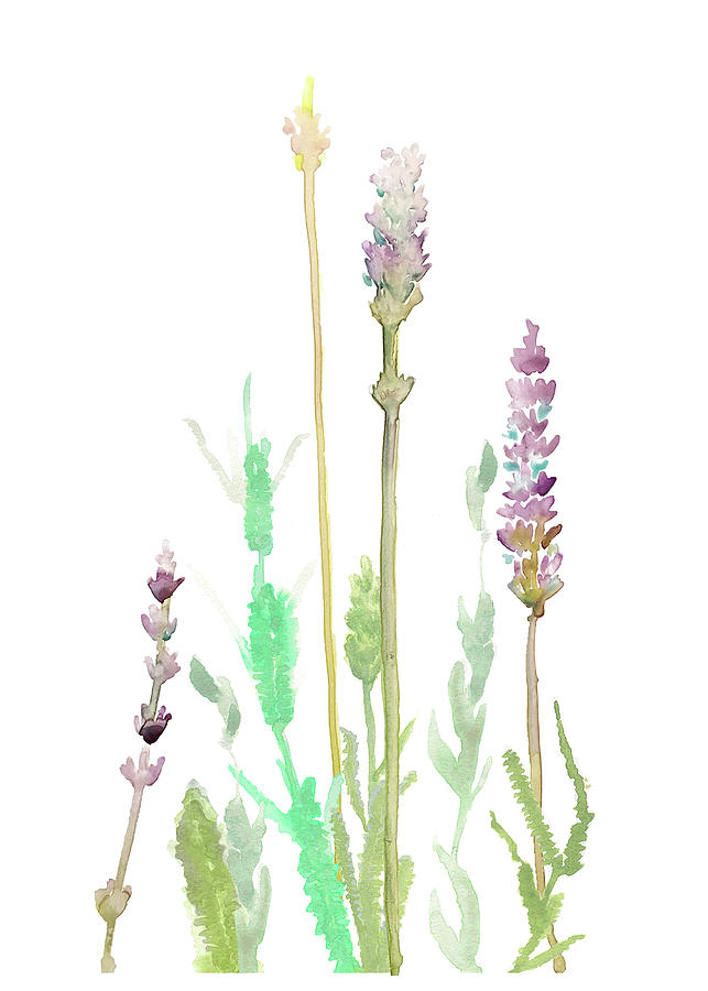 Lavender Sprigs Painting by Elizabeth Peitzman - Fine Art America