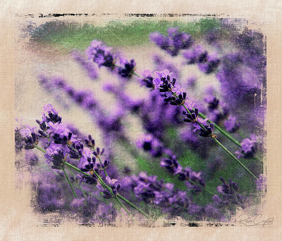 Lavender Spring Photograph by Rene Crystal