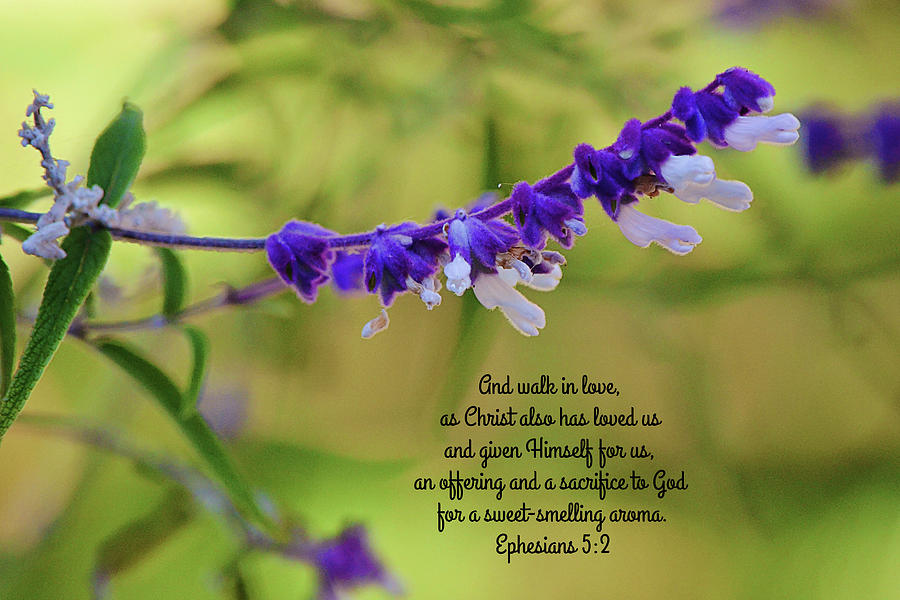 Lavender Strand With Scripture Photograph