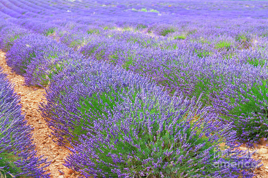 Lavender Summer Field Photograph